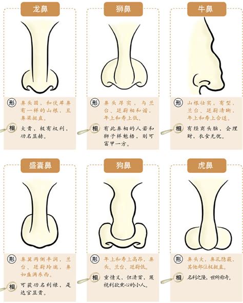 鼻子看相|面相入门